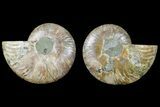 Cut & Polished, Crystal Filled Ammonite Fossil - Madagascar #183220-1